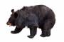 mm:3248538-w-azjatyckiej-black-bear-ursus-thibetanus-selenarctos-thibetanus--znany-tak-e-jako-czarny-tybeta-ski.jpg